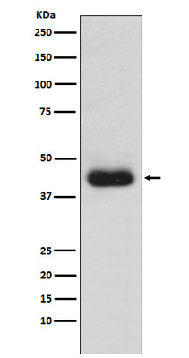 Anti-CD82 Monoclonal Antibody Boster Bio
