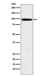Anti-MCM4 Rabbit Monoclonal Antibody Boster Bio