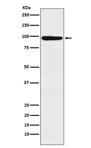 Anti-MCM4 Rabbit Monoclonal Antibody Boster Bio