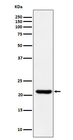 Anti-ITPA Rabbit Monoclonal Antibody Boster Bio