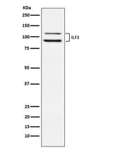 Anti-ILF3 Rabbit Monoclonal Antibody Boster Bio