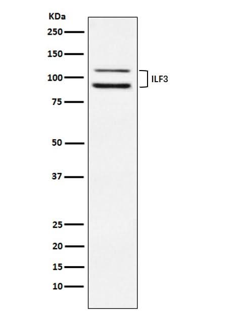 Anti-ILF3 Rabbit Monoclonal Antibody Boster Bio