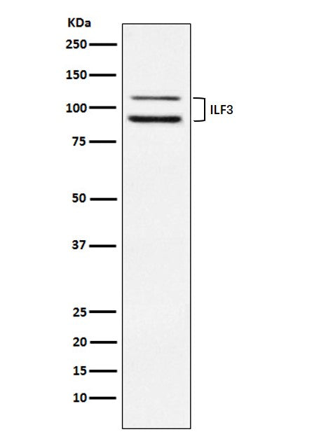 Anti-ILF3 Rabbit Monoclonal Antibody Boster Bio
