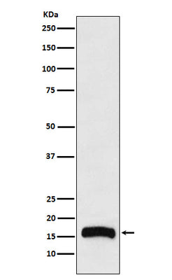Anti-FLAP Rabbit Monoclonal Antibody Boster Bio
