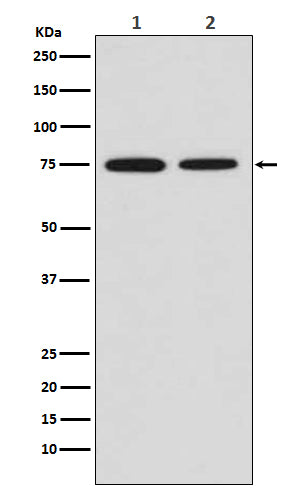Anti-MSR1 Rabbit Monoclonal Antibody Boster Bio