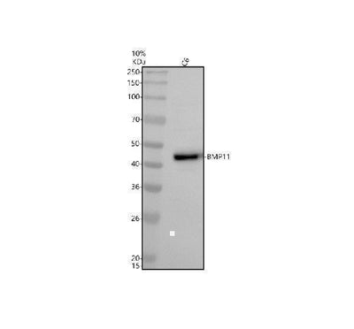 Anti-BMP11 GDF11 Rabbit Monoclonal Antibody Boster Bio
