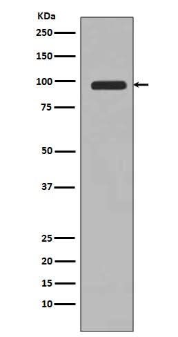 Anti-PI 3 Kinase Class 3 PIK3C3 Rabbit Monoclonal Antibody Boster Bio