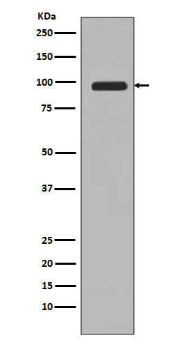 Anti-PI 3 Kinase Class 3 PIK3C3 Rabbit Monoclonal Antibody Boster Bio