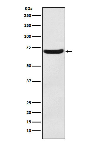 Anti-EAAT3 Monoclonal Antibody Boster Bio