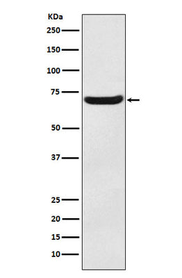 Anti-EAAT3 Monoclonal Antibody Boster Bio