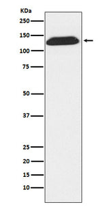 Anti-DNA Ligase I Rabbit Monoclonal Antibody Boster Bio