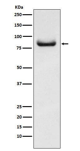 Anti-APPL Rabbit Monoclonal Antibody Boster Bio
