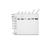 Anti-APPL/APPL1 Antibody Picoband® (monoclonal, 5G11 Boster Bio