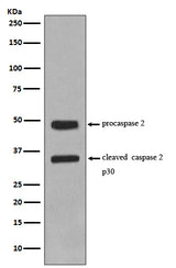 Anti-Caspase-2 CASP2 Rabbit Monoclonal Antibody Boster Bio