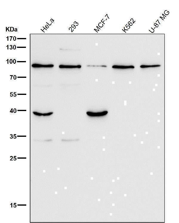 Anti-GRP94 HSP90B1 Rabbit Monoclonal Antibody Boster Bio