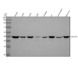 Anti-CKII alpha CSNK2A1 Rabbit Monoclonal Antibody Boster Bio