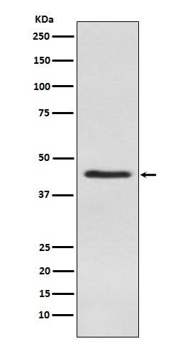 Anti-Inhibin alpha Rabbit Monoclonal Antibody Boster Bio