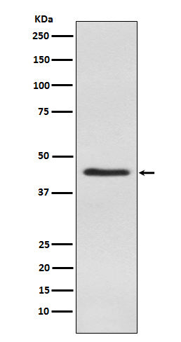 Anti-Inhibin alpha Rabbit Monoclonal Antibody Boster Bio