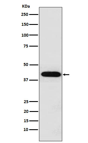 Anti-Inhibin alpha INHA Monoclonal Antibody Boster Bio