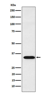 Anti-APRIL Rabbit Monoclonal Antibody Boster Bio