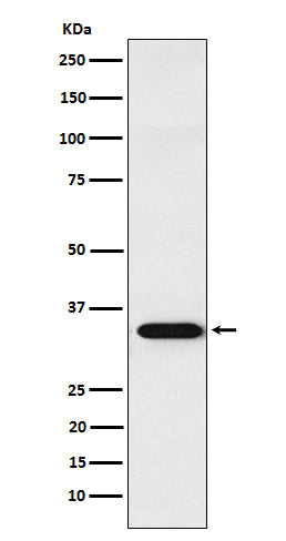 Anti-APRIL Rabbit Monoclonal Antibody Boster Bio