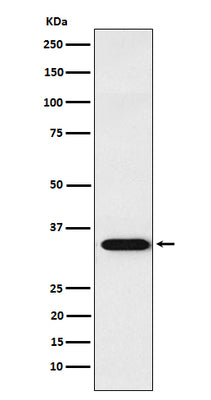 Anti-APRIL Rabbit Monoclonal Antibody Boster Bio