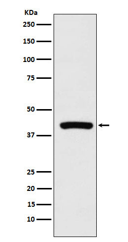 Anti-Cyclophilin 40 Rabbit Monoclonal Antibody Boster Bio