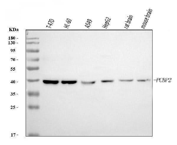 Anti-PCBP2/hnRNP E2 Antibody Picoband® (monoclonal, 4B9C7 Boster Bio