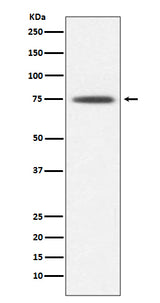 Anti-Hsp75 TRAP1 Rabbit Monoclonal Antibody Boster Bio