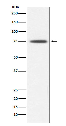 Anti-Hsp75 TRAP1 Rabbit Monoclonal Antibody Boster Bio