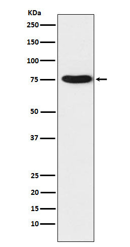 Anti-TRAP1 Rabbit Monoclonal Antibody Boster Bio