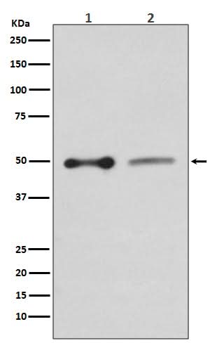 Anti-EBP50 SLC9A3R1 Rabbit Monoclonal Antibody Boster Bio