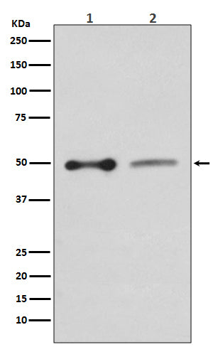 Anti-EBP50 SLC9A3R1 Rabbit Monoclonal Antibody Boster Bio