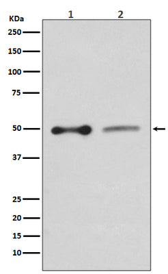 Anti-EBP50 SLC9A3R1 Rabbit Monoclonal Antibody Boster Bio