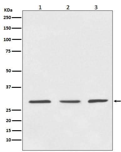 Anti-14-3-3 YWHAB Rabbit Monoclonal Antibody Boster Bio