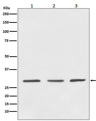 Anti-14-3-3 YWHAB Rabbit Monoclonal Antibody Boster Bio