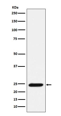 Anti-Bmf Rabbit Monoclonal Antibody Boster Bio