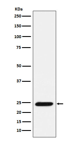 Anti-Bmf Rabbit Monoclonal Antibody Boster Bio