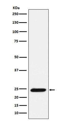 Anti-Bmf Rabbit Monoclonal Antibody Boster Bio