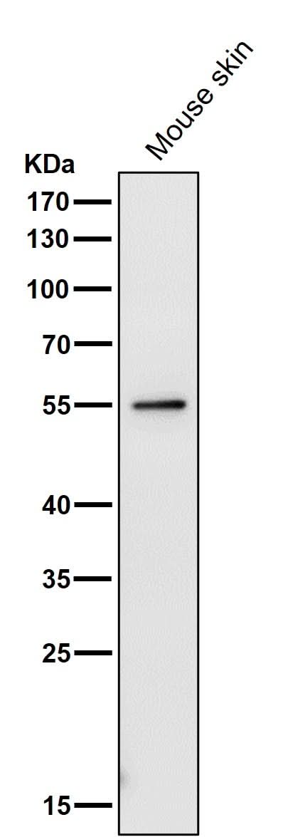 Anti-PRP19 PRPF19 Rabbit Monoclonal Antibody Boster Bio