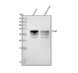 Anti-Prion Protein PRNP Rabbit Monoclonal Antibody Boster Bio