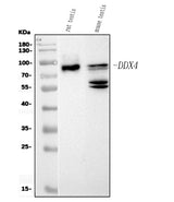 Anti-DDX4/MVH Antibody Picoband® (monoclonal, 3C3 Boster Bio