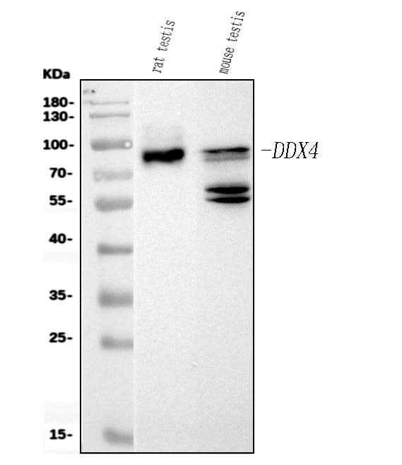 Anti-DDX4/MVH Antibody Picoband® (monoclonal, 3C3 Boster Bio
