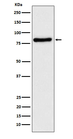 Anti-TLE1 Rabbit Monoclonal Antibody Boster Bio