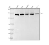 Anti-Lipin 1 Rabbit Monoclonal Antibody Boster Bio