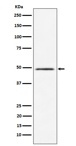 Anti-HEAB Rabbit Monoclonal Antibody Boster Bio