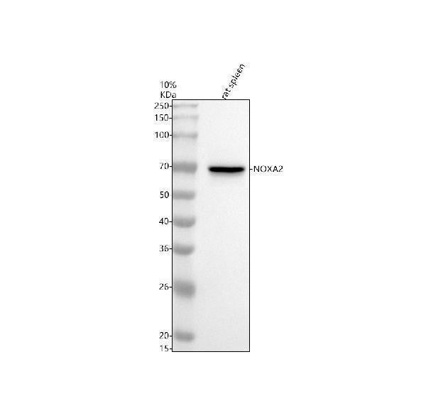 Anti-NOXA2/p67phox Rabbit Monoclonal Antibody Boster Bio