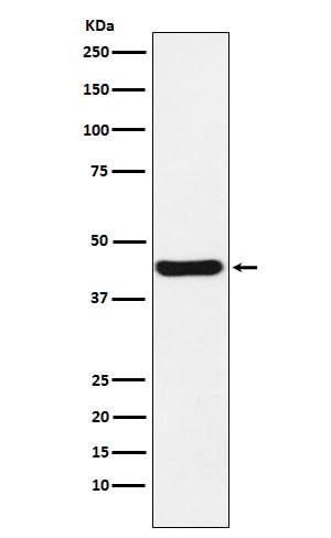 Anti-NUDEL Rabbit Monoclonal Antibody Boster Bio