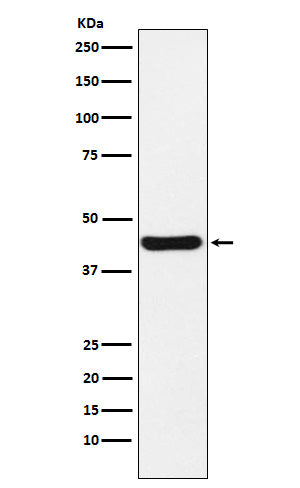 Anti-NUDEL Rabbit Monoclonal Antibody Boster Bio