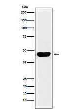 Anti-CD134 Monoclonal Antibody Boster Bio